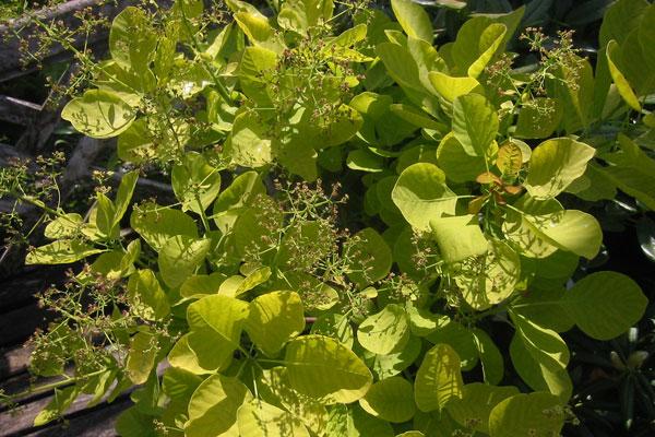 Golden Spirit Smokebush